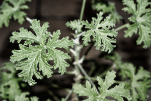 geranium szczyrbok