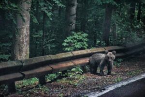 148 kilometrów strachu i setki zakrętów, czyli jak zakochaliśmy się w Rumunii jadąc kamperem do Grecji 9 Kamperem przez Rumunię