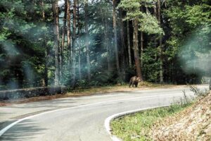 148 kilometrów strachu i setki zakrętów, czyli jak zakochaliśmy się w Rumunii jadąc kamperem do Grecji 11 Kamperem przez Rumunię