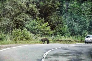 148 kilometrów strachu i setki zakrętów, czyli jak zakochaliśmy się w Rumunii jadąc kamperem do Grecji 12 Kamperem przez Rumunię