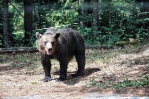 148 kilometrów strachu i setki zakrętów, czyli jak zakochaliśmy się w Rumunii jadąc kamperem do Grecji 13 Kamperem przez Rumunię