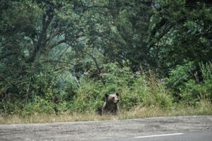 148 kilometrów strachu i setki zakrętów, czyli jak zakochaliśmy się w Rumunii jadąc kamperem do Grecji 14 Kamperem przez Rumunię